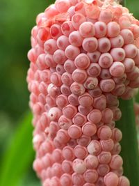 Close up of berries