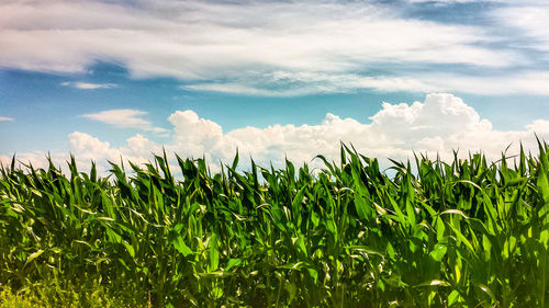 Crops growing on field against sky