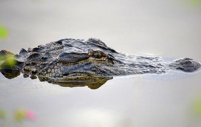 Close-up of a turtle swimming in lake