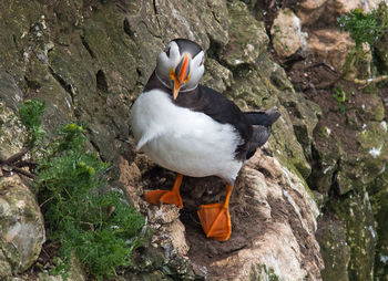 High angle view of bird perching on rock