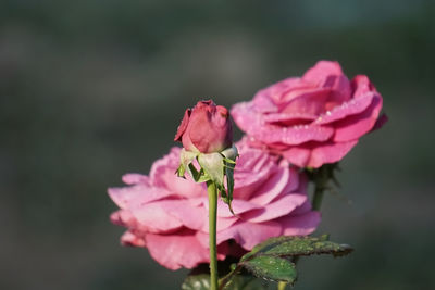 Close-up of pink flowering plant