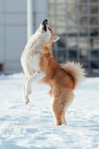 Dog playing on snow covered land