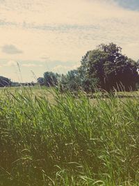 Close-up of grass against trees