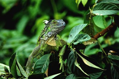 Close-up of lizard on plant