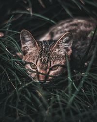 Portrait of cat relaxing on field