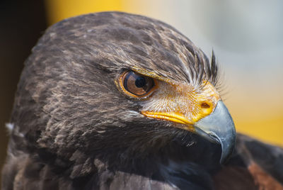 Close-up of a bird looking away