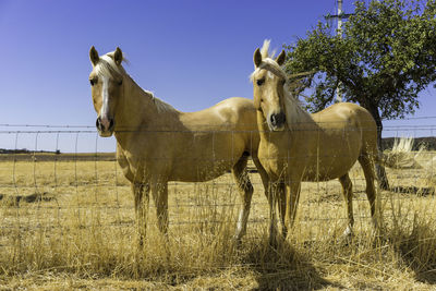 Portrait of horse standing on field against sky