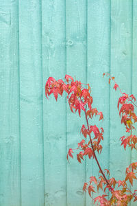 Close-up of red closed blue door