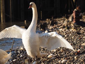 White swan on beach