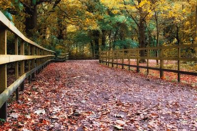 Fallen trees in forest during autumn