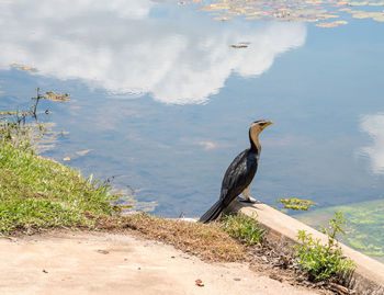 Bird perching on a lake