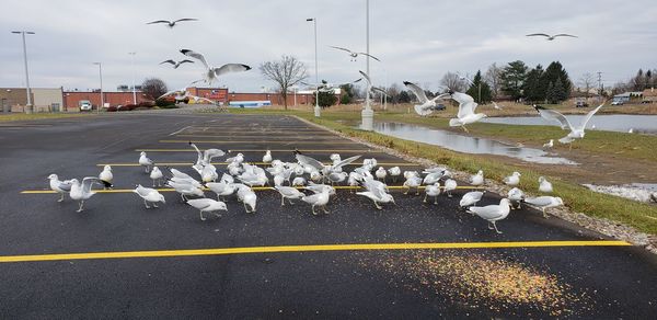 Flock of birds on road