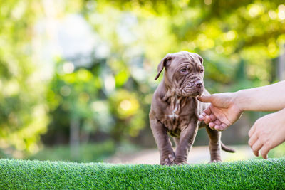 Man with dog