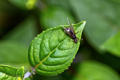 Close-up of insect on leaf