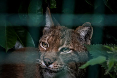 Close-up portrait of a cat in zoo