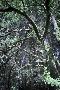 Low angle view of trees in forest