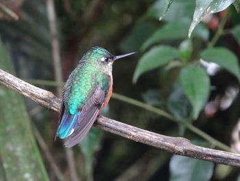 Close-up of bird perching on branch