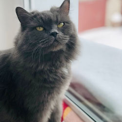 Close-up portrait of a cat at home