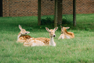 Deer on grass