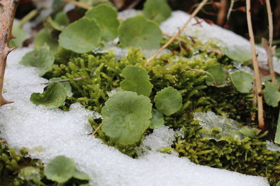 Close-up of snow on plants