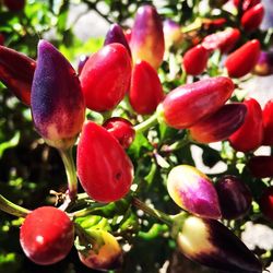 Close-up of cherries growing on tree