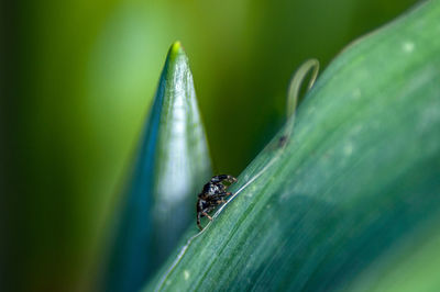 Close-up of insect on leaf