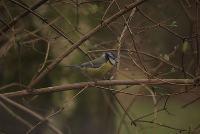 Bluetit perching on branch