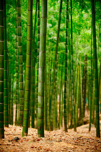 Bamboo trees in forest