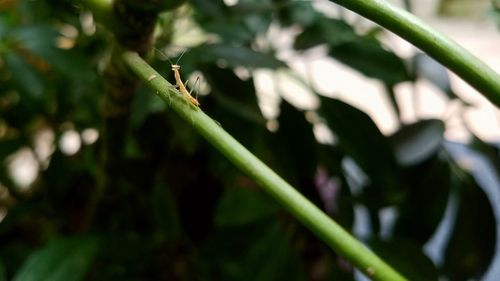 Close-up of insect on plant