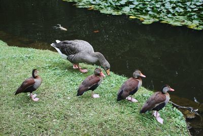 High angle view of ducks swimming on lake