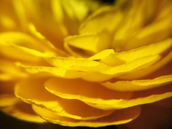 Close-up of yellow rose