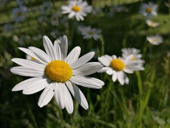 Close-up of white daisy flowers