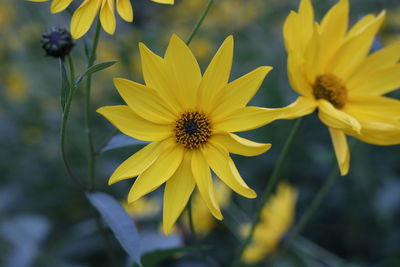 Close-up of yellow flowering plant