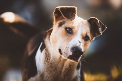 Close-up portrait of a dog