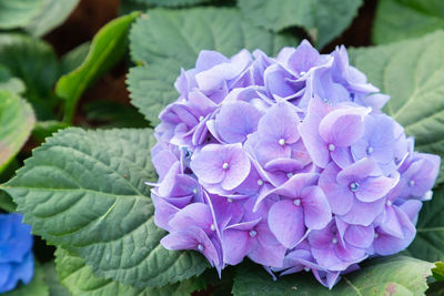 Close-up of purple hydrangea