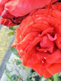 Close-up of red rose blooming outdoors