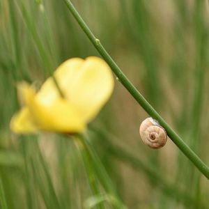 Close-up of snail on plant