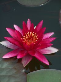 Close-up of pink water lily blooming outdoors