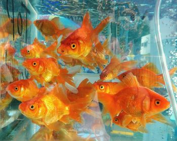 Close-up of fish swimming in tank