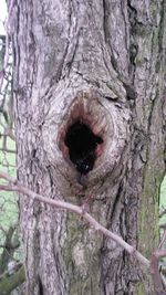 Close-up of tree trunk