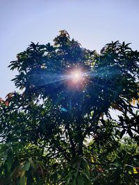 Low angle view of sunlight streaming through tree