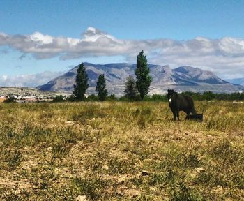 Horse on field against mountains