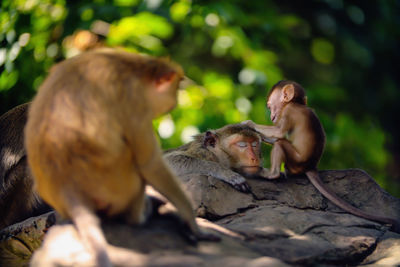 Baby monkey and monkey mother on the rock