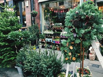 Plants and trees in city