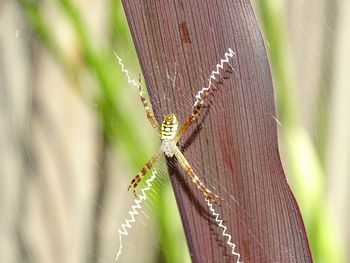 Close-up of spider on web