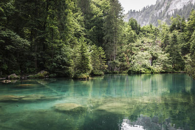 Scenic view of lake in forest