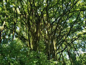 Low angle view of bamboo trees in forest