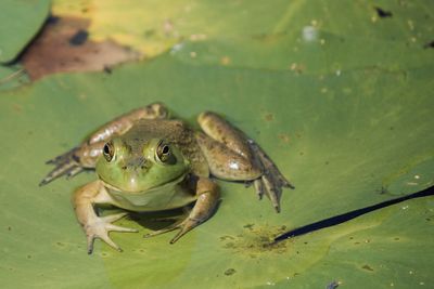 Close-up of frog on leaves