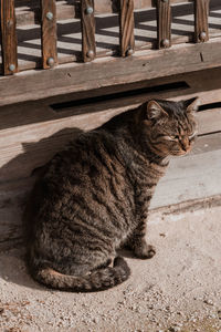 High angle view of cat sitting on wood