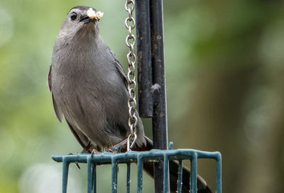 Sitting on the feeder